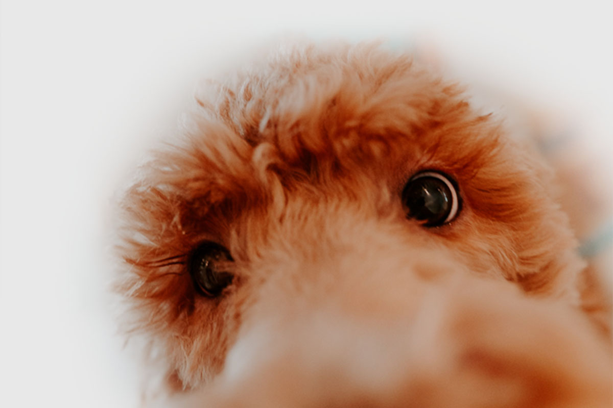 Eine Detailaufnahme der Augen von Therapiehund Luna, die beim Zahnarzt in Einbeck arbeitet