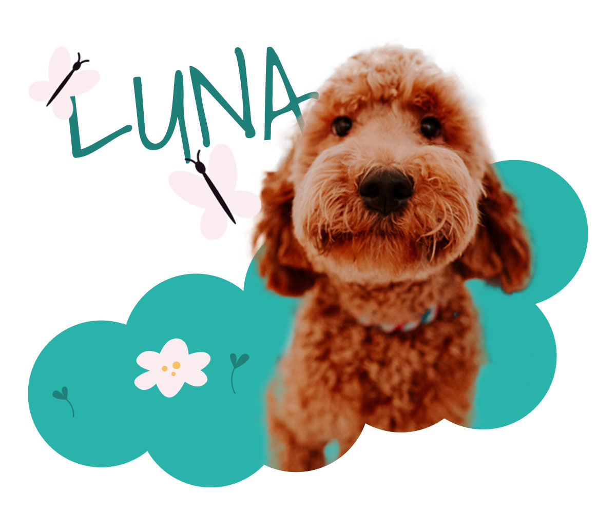 Therapiehund Luna ist speziell für die Begleitung von Angstpatienten ausgebildet